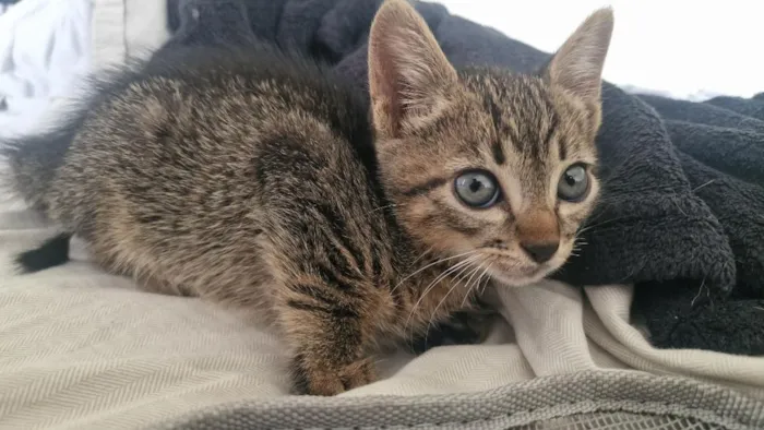 Gato raça SRD-ViraLata idade Abaixo de 2 meses nome Moço 