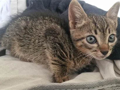 Gato raça SRD-ViraLata idade Abaixo de 2 meses nome Moço 