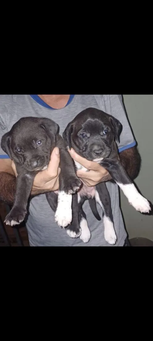 Cachorro raça SRD-ViraLata idade Abaixo de 2 meses nome são filhotes ainda não  possuem nome