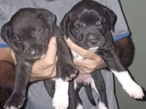 Cachorro raça SRD-ViraLata idade Abaixo de 2 meses nome são filhotes ainda não  possuem nome