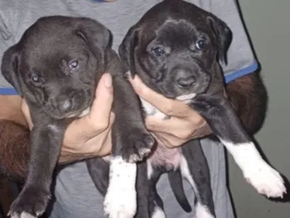 Cachorro raça SRD-ViraLata idade Abaixo de 2 meses nome são filhotes ainda não  possuem nome