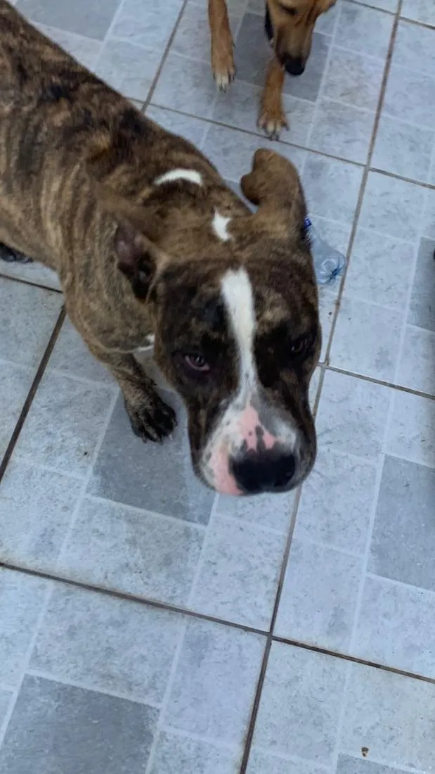 Cachorro raça Pit-Bull idade 7 a 11 meses nome Morgana 
