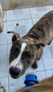 Cachorro raça Pit-Bull idade 7 a 11 meses nome Morgana 