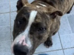 Cachorro raça Pit-Bull idade 7 a 11 meses nome Morgana 