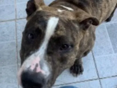 Cachorro raça Pit-Bull idade 7 a 11 meses nome Morgana 