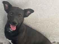 Preto - Porto Alegre