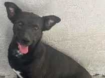 Cachorro raça SRD-ViraLata idade 2 anos nome Preto