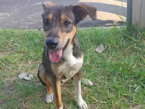 Cachorro raça SRD-ViraLata idade 7 a 11 meses nome Biscoito 