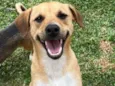 Caramelinho 