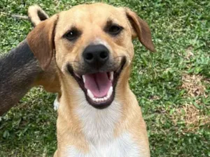 Cachorro raça SRD-ViraLata idade 2 anos nome Caramelinho 