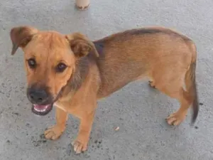 Cachorro raça SRD-ViraLata idade 2 a 6 meses nome LUPITA, MIA E CHUCHU