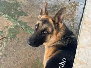 Cachorro raça Pastor Alemão idade 2 anos nome Fritz