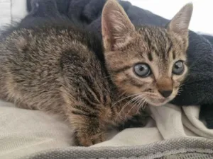 Gato raça SRD-ViraLata idade Abaixo de 2 meses nome Moço 