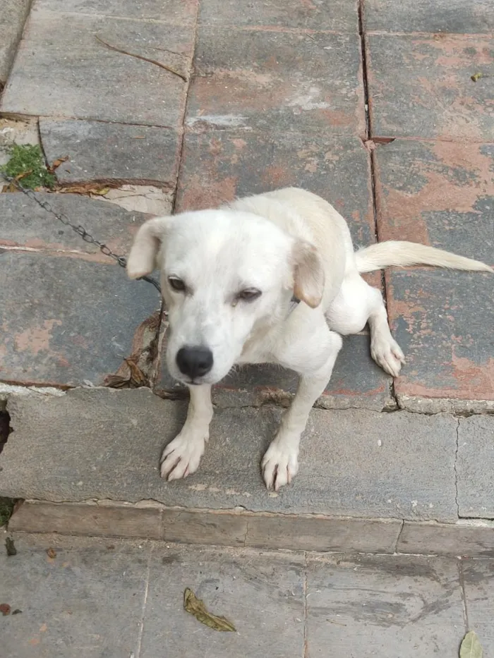 Cachorro raça SRD-ViraLata idade 3 anos nome Luke