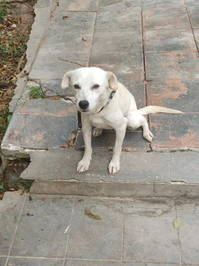 Cachorro raça SRD-ViraLata idade 3 anos nome Luke