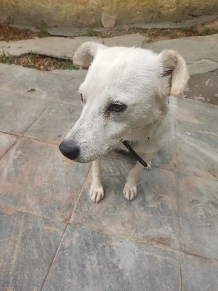 Cachorro raça SRD-ViraLata idade 3 anos nome Luke