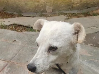 Cachorro raça SRD-ViraLata idade 3 anos nome Luke