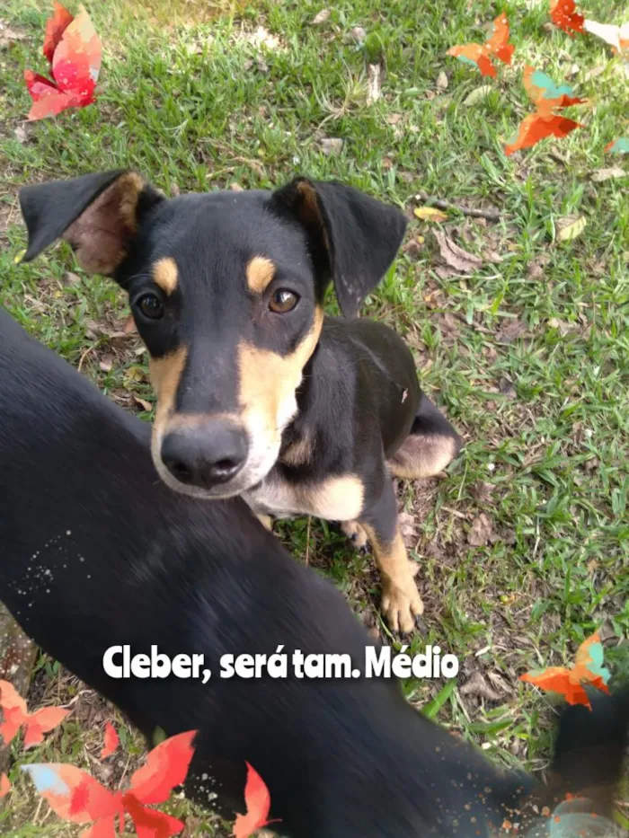 Cachorro raça SRD-ViraLata idade 2 a 6 meses nome Cleber