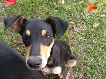 Cachorro raça SRD-ViraLata idade 2 a 6 meses nome Cleber
