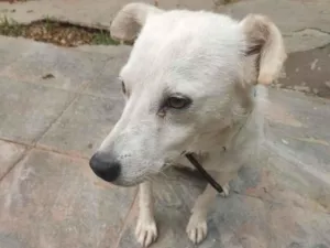 Cachorro raça SRD-ViraLata idade 3 anos nome Luke