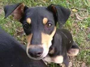 Cachorro raça SRD-ViraLata idade 2 a 6 meses nome Cleber