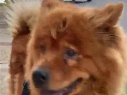 Cachorro raça SRD-ViraLata idade 2 anos nome Samantha 