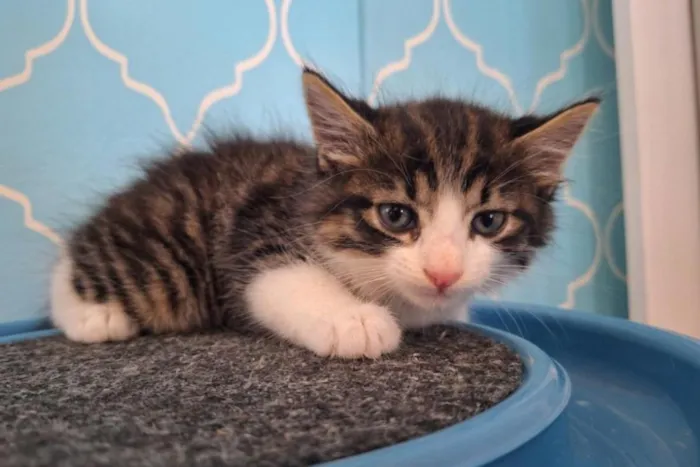 Gato raça SRD-ViraLata idade Abaixo de 2 meses nome Tom