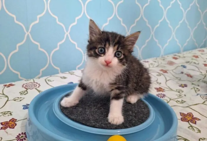 Gato raça SRD-ViraLata idade Abaixo de 2 meses nome Tom