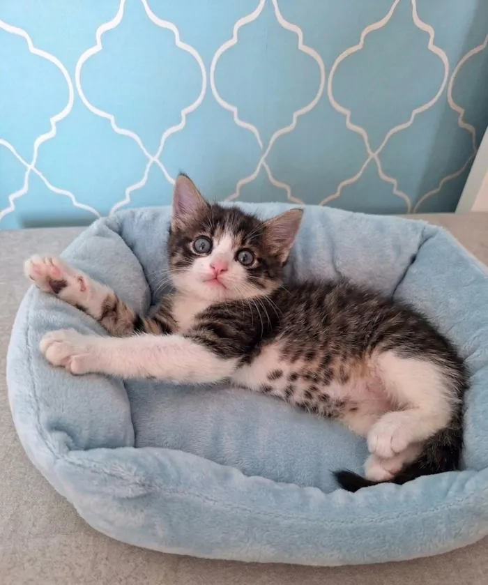 Gato raça SRD-ViraLata idade Abaixo de 2 meses nome Tom