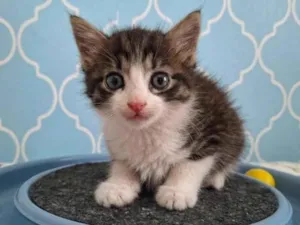 Gato raça SRD-ViraLata idade Abaixo de 2 meses nome Tom