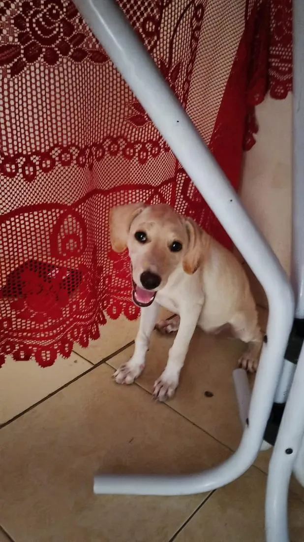 Cachorro raça SRD-ViraLata idade 2 a 6 meses nome Luna