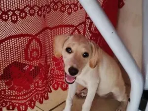 Cachorro raça SRD-ViraLata idade 2 a 6 meses nome Luna