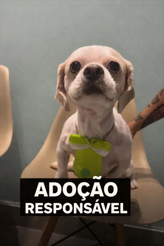 Cachorro raça Lhasa Apso idade 5 anos nome Theo