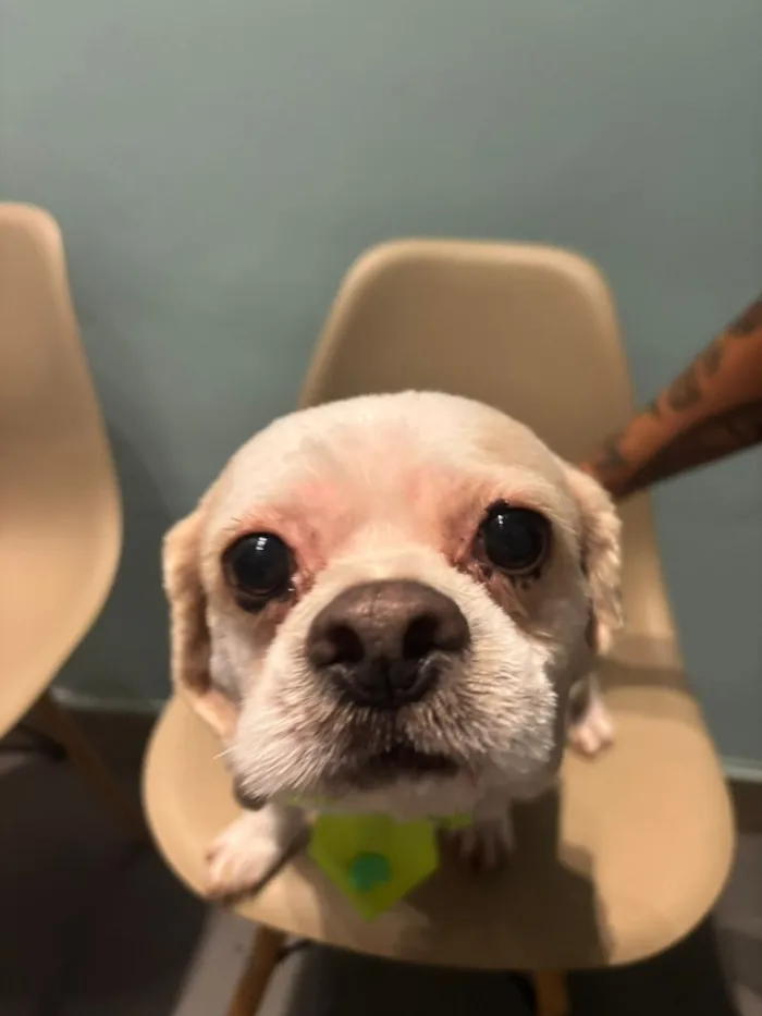 Cachorro raça Lhasa Apso idade 5 anos nome Theo