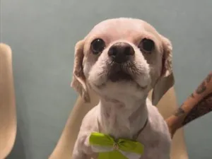 Cachorro raça Lhasa Apso idade 5 anos nome Theo