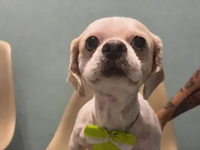 Cachorro raça Lhasa Apso idade 5 anos nome Theo