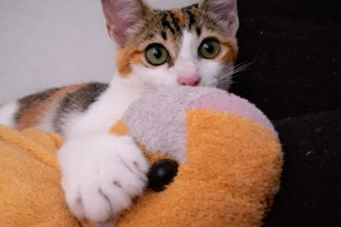 Gato raça SRD-ViraLata idade 2 a 6 meses nome Sara