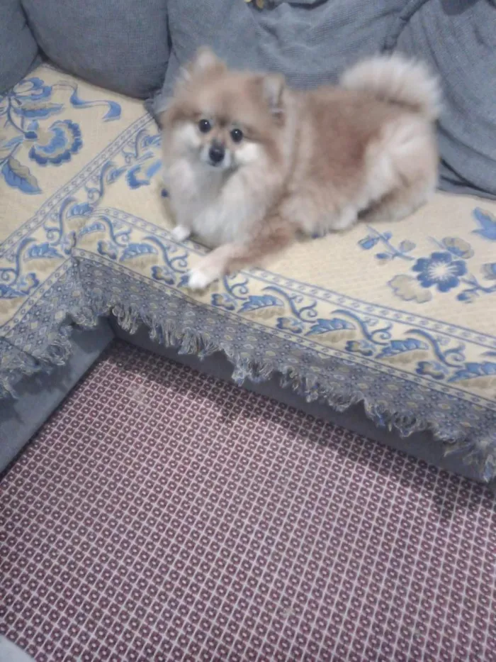 Cachorro raça SRD-ViraLata idade 6 ou mais anos nome Puf