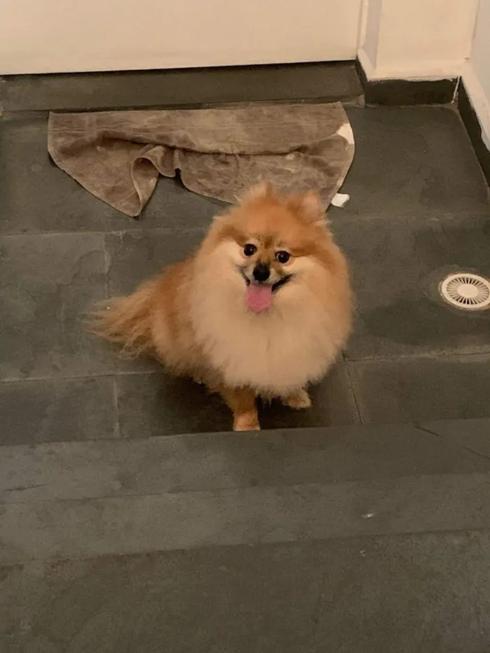 Cachorro raça SRD-ViraLata idade 6 ou mais anos nome Puf