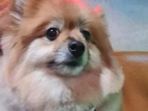 Cachorro raça SRD-ViraLata idade 6 ou mais anos nome Puf