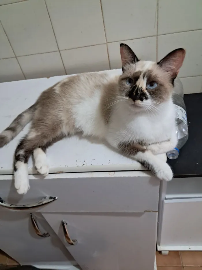 Gato raça SRD-ViraLata idade 1 ano nome Tina