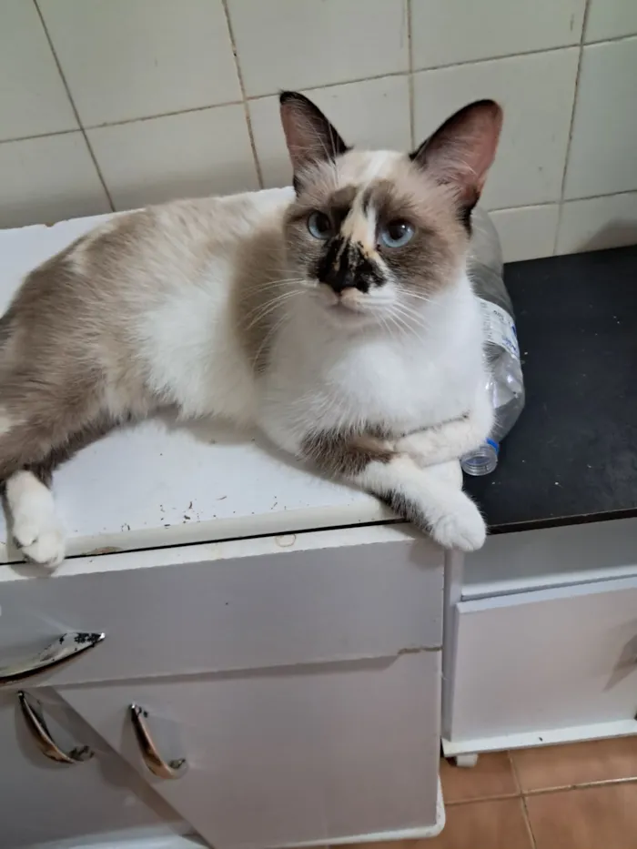 Gato raça SRD-ViraLata idade 1 ano nome Tina