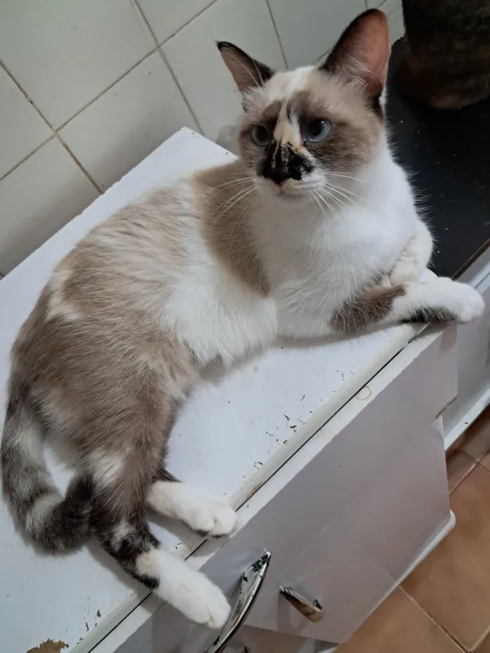 Gato raça SRD-ViraLata idade 1 ano nome Tina