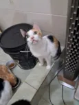 Morgana