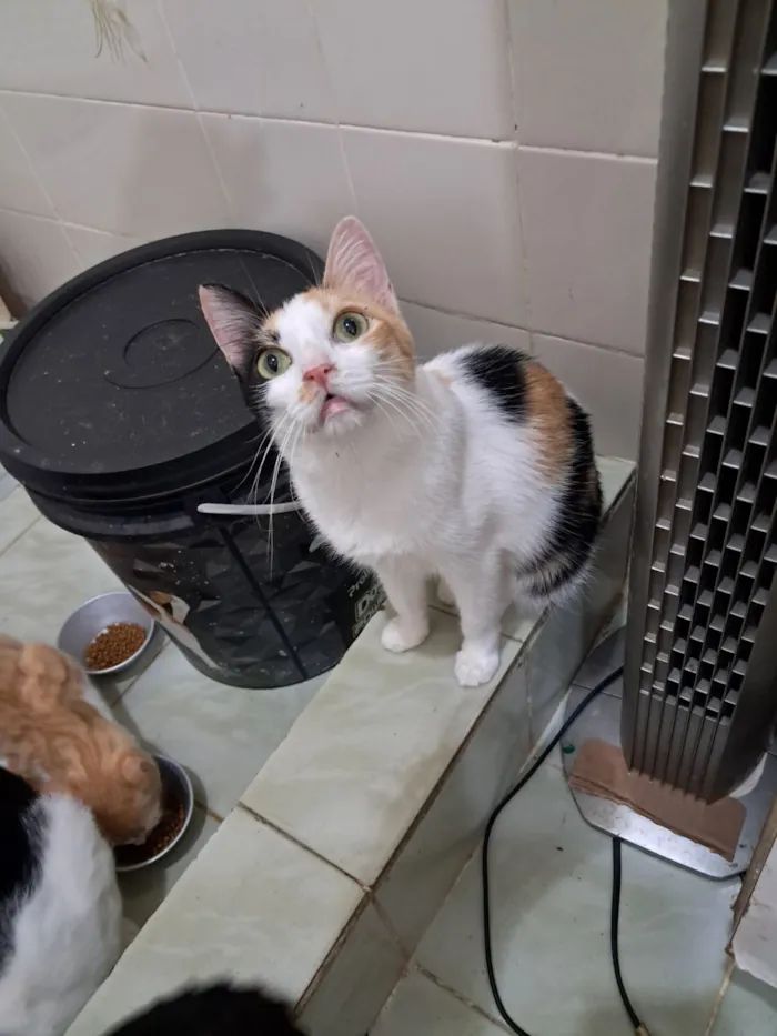 Gato raça SRD-ViraLata idade 1 ano nome Morgana