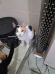 Morgana