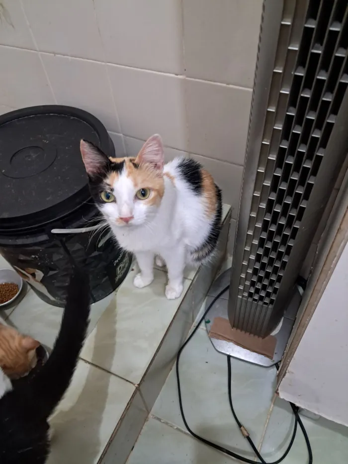 Gato raça SRD-ViraLata idade 1 ano nome Morgana
