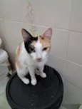 Morgana