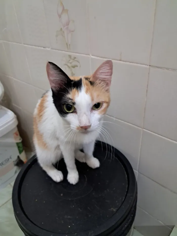 Gato raça SRD-ViraLata idade 1 ano nome Morgana