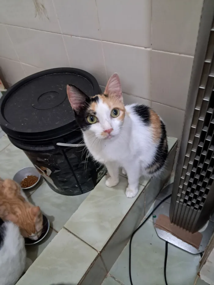 Gato raça SRD-ViraLata idade 1 ano nome Morgana